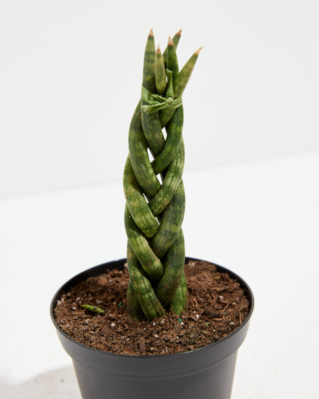 braided sansevieria cylindrica Sansevieria Cylindrica Braid | Indoor Plants