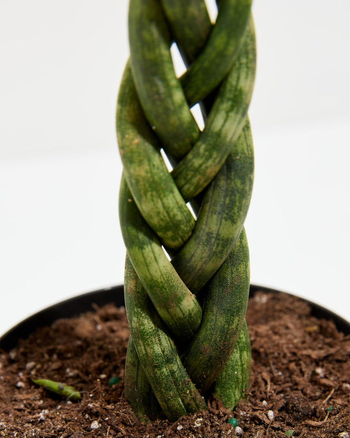 sansevieria cylindrica soil Sansevieria Cylindrica Braid | Indoor Plants