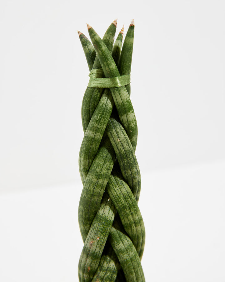 braided python snake plant Sansevieria Cylindrica Braid | Indoor Plants