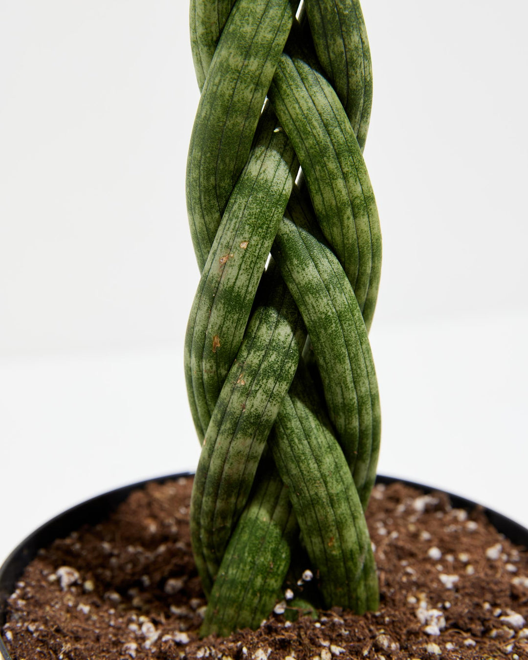 cylindrical snake plant soil Sansevieria Cylindrica Braid | Indoor Plants