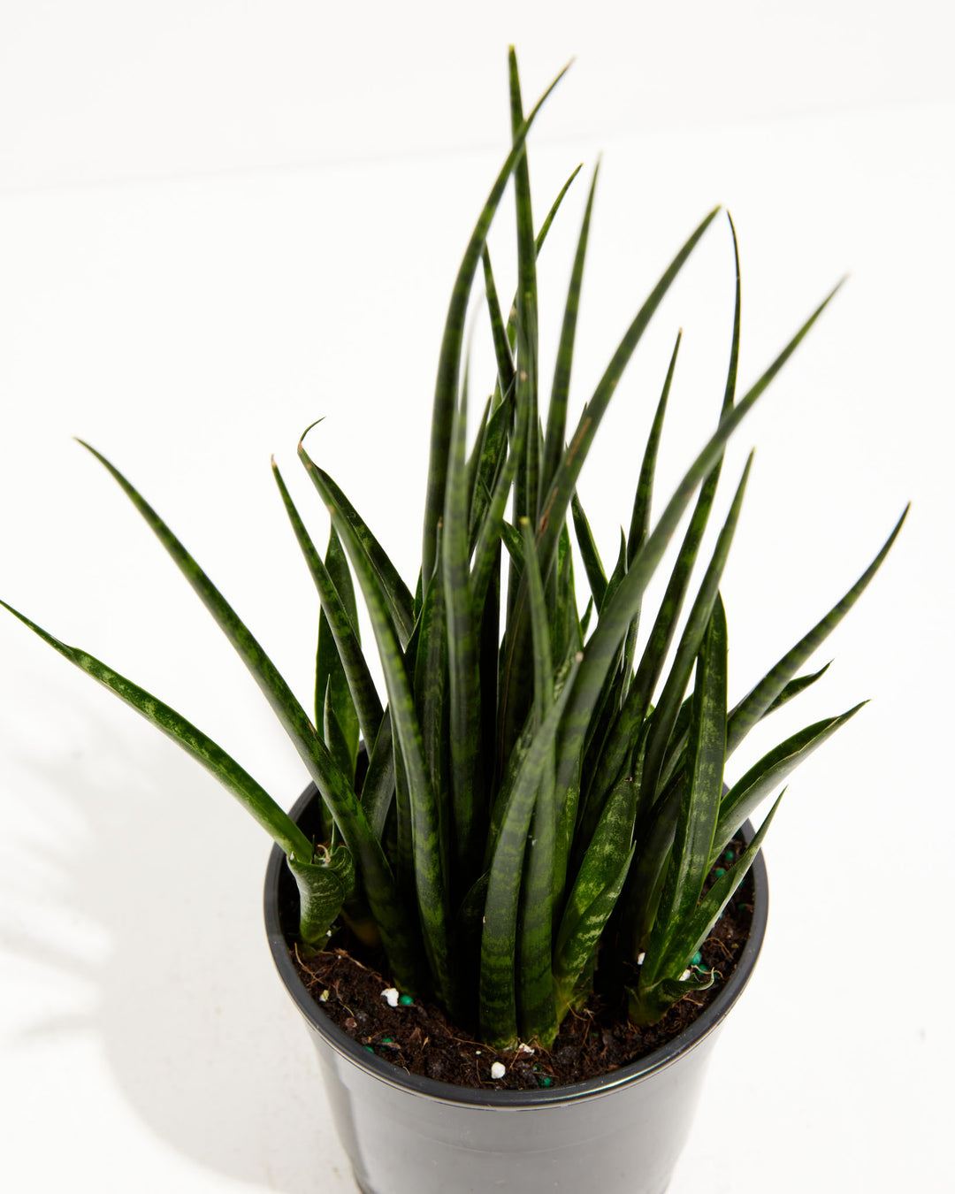 fernwood sansevieria care Sansevieria Fernwood For Sale Including Care Guide