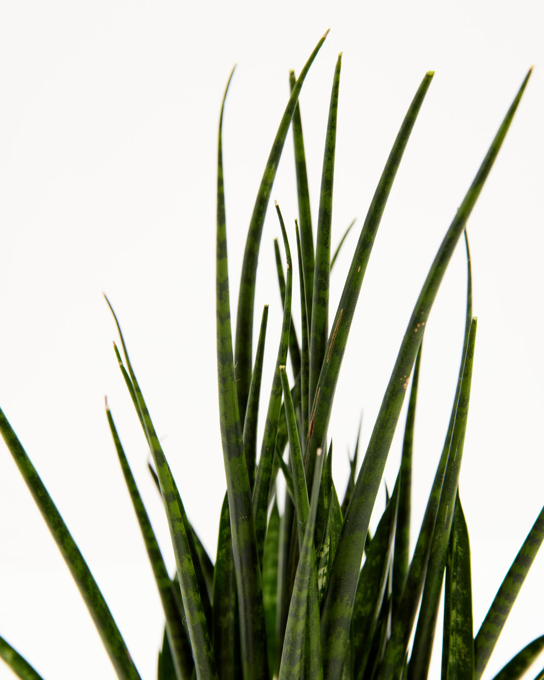 sansevieria salaf Sansevieria Fernwood For Sale Including Care Guide