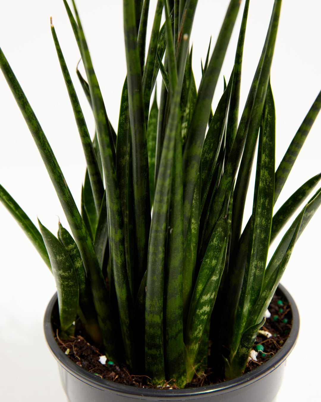 snake plant fernwood Sansevieria Fernwood For Sale Including Care Guide