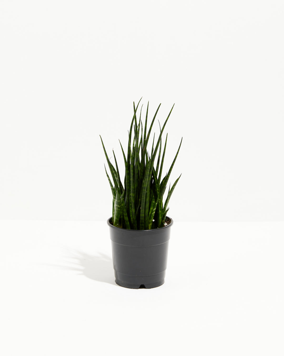 sansevieria ikea Sansevieria Fernwood For Sale Including Care Guide