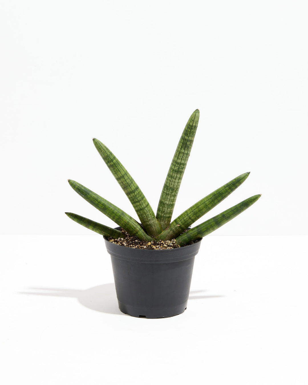 sansevieria cylindrica vs starfish Shop Dracaena angolensis: Unique Starfish Snake Plant Online