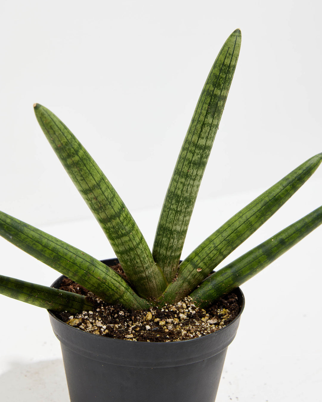 types of dracaena angolensis Shop Dracaena angolensis: Unique Starfish Snake Plant Online
