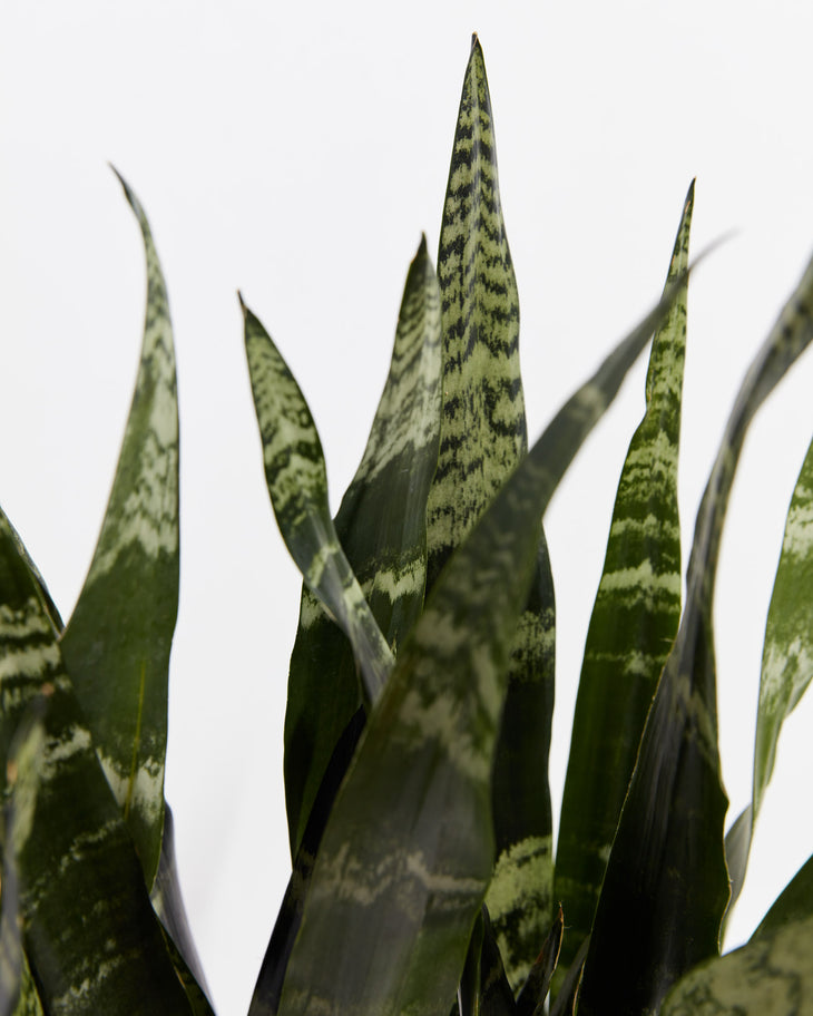 Black Coral Snake Plant, Lively Root, Plant, , , , 