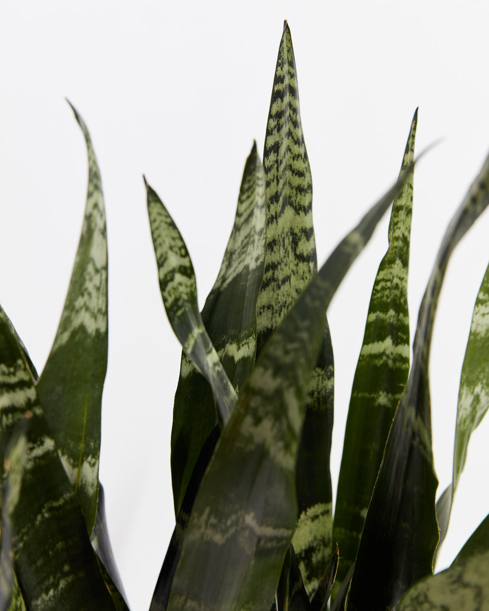Black Coral Snake Plant Featured Image