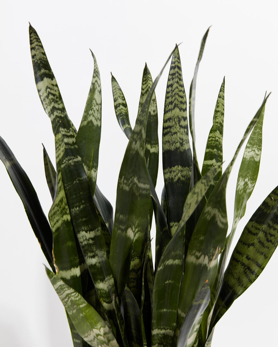 black coral snake plant scientific name Black Coral Snake Plant | Indoor Plants