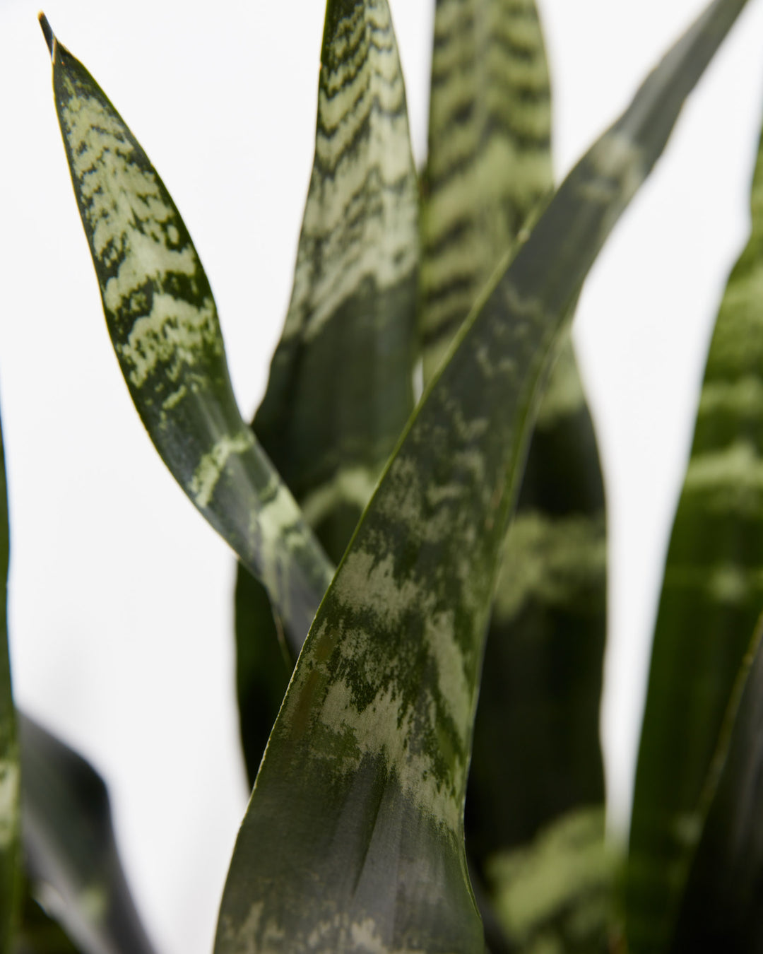 plant snake black Black Coral Snake Plant | Indoor Plants