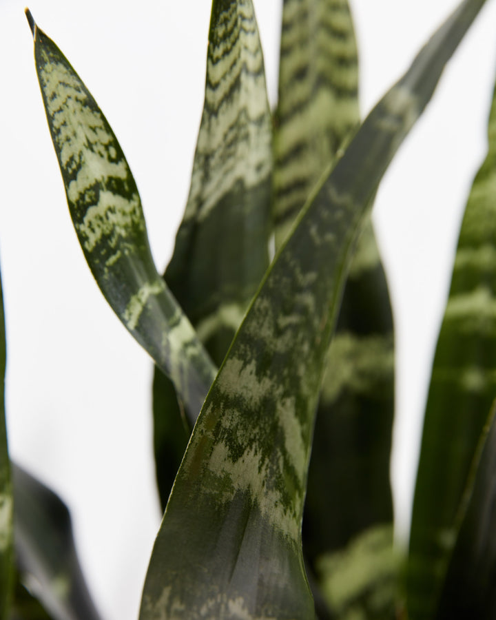 black coral snake plant leaves coming out Black Coral Snake Plant | Indoor Plants