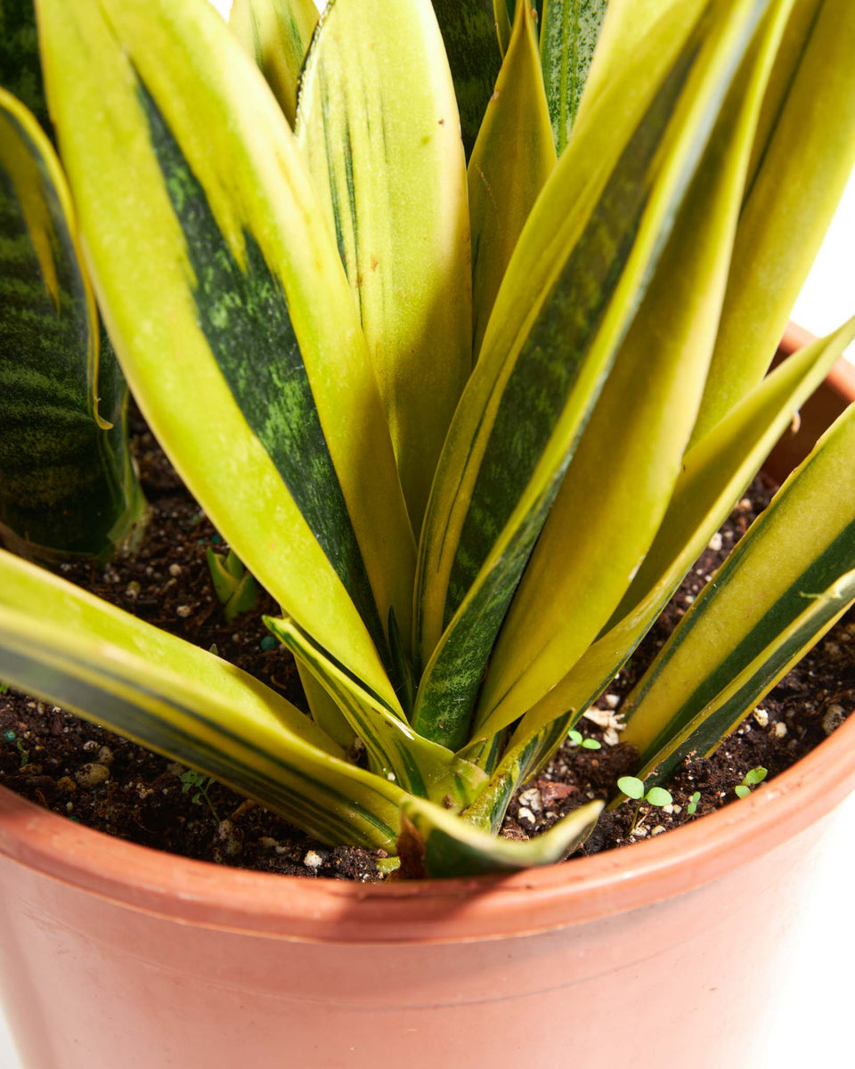 La Rubia Snake Plant Featured Image