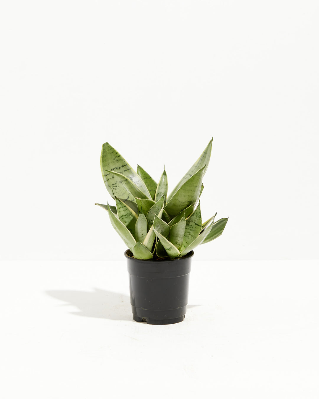 Sansevieria Night Owl, Lively Root, Plant, Size, Small, , 