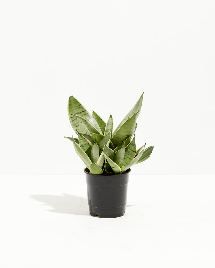 Sansevieria Night Owl, Lively Root, Plant, Size, Small, , 