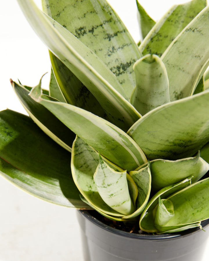 Sansevieria Night Owl, Lively Root, Plant, , , , 