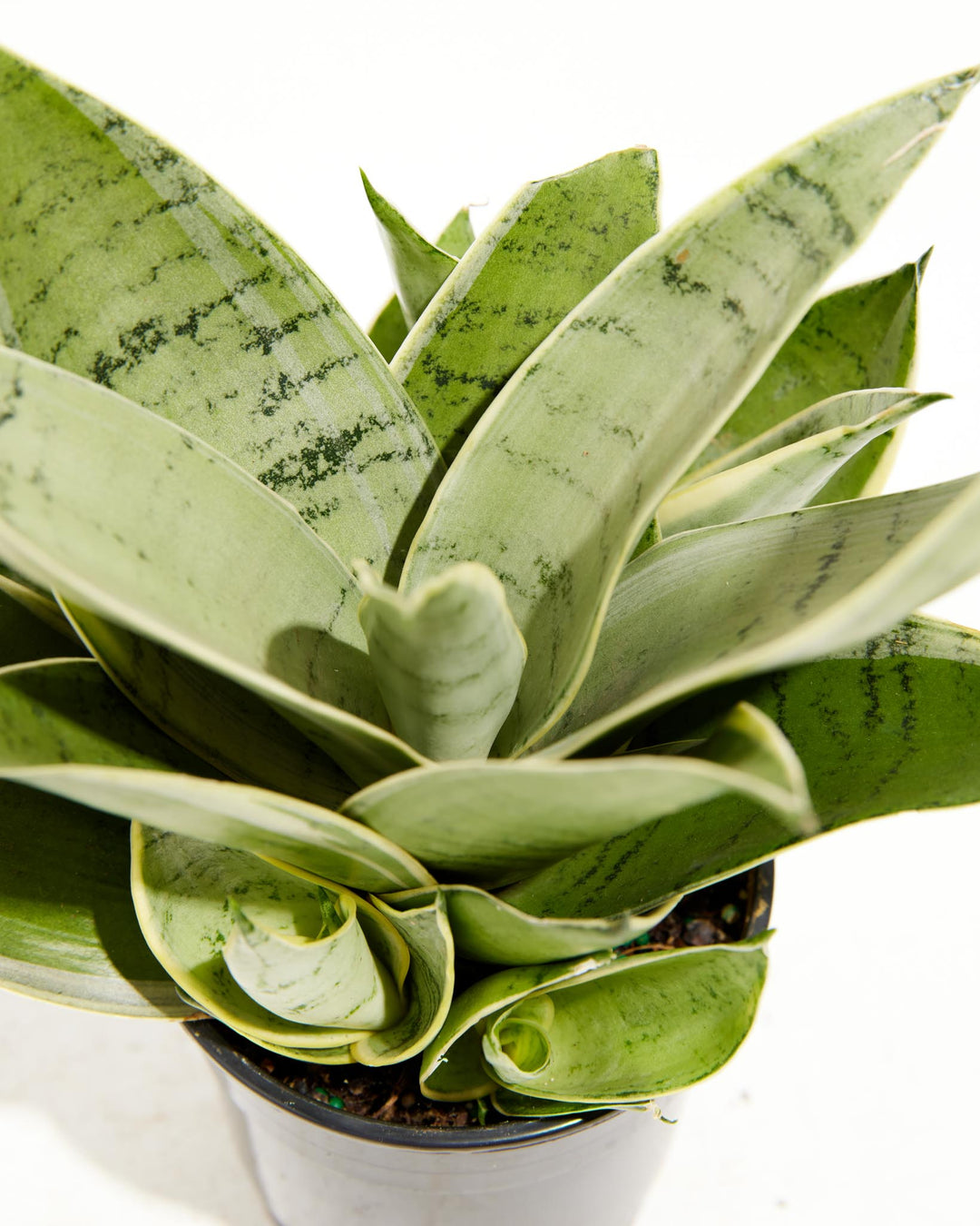 Sansevieria Night Owl, Lively Root, Plant, , , , 