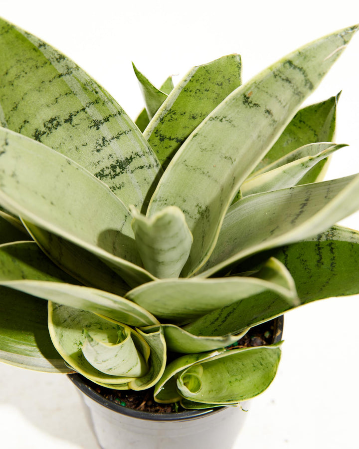 Sansevieria Night Owl, Lively Root, Plant, , , , 