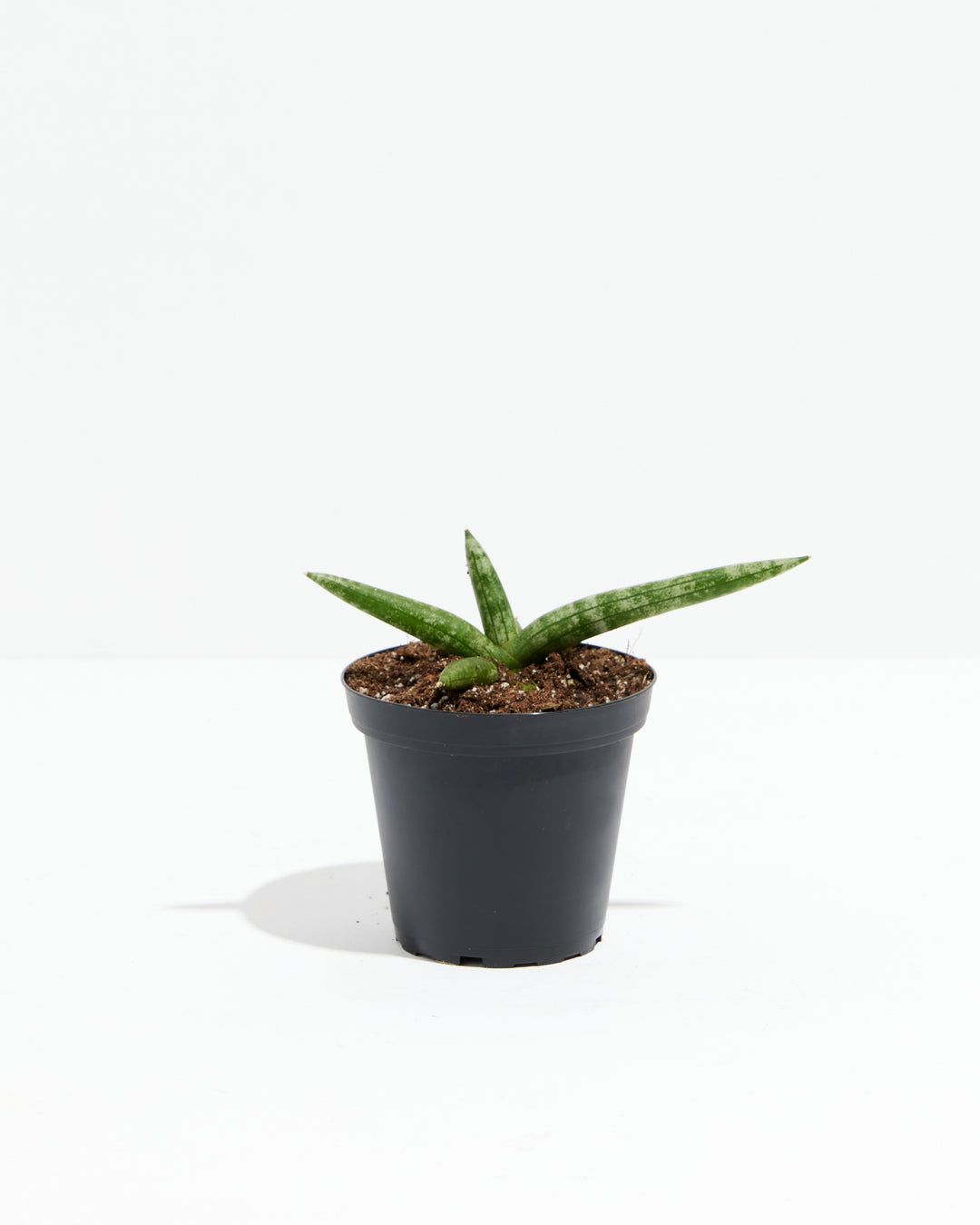 cylindrical snake plants at the home depot Shop Dracaena angolensis: Unique Starfish Snake Plant Online