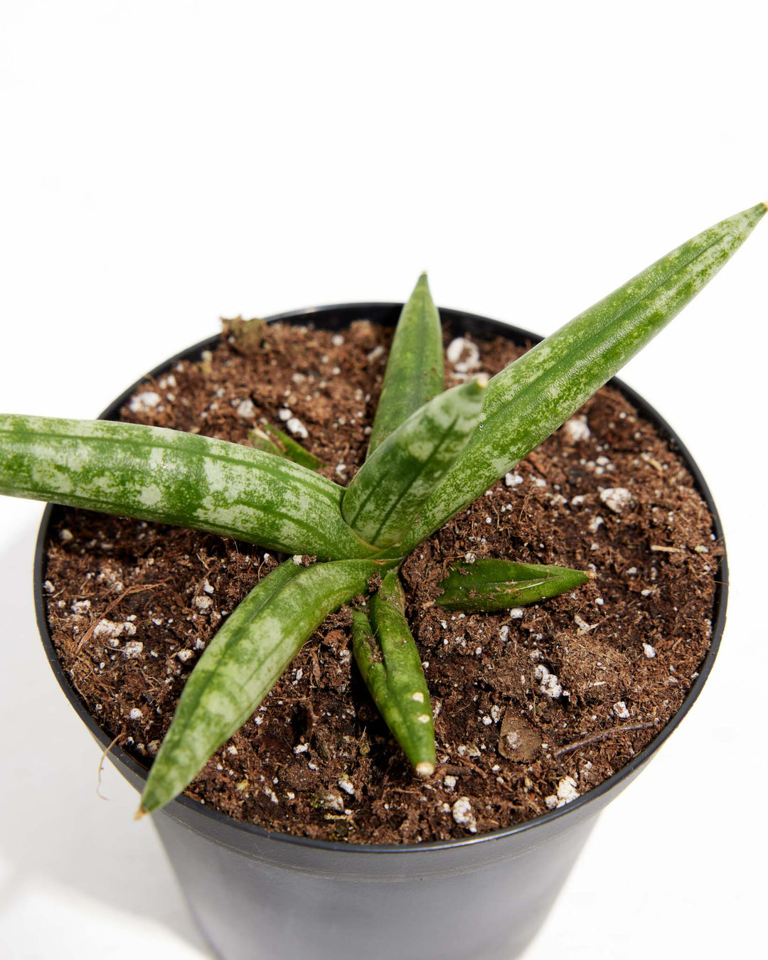 propagating sansevieria starfish Shop Dracaena angolensis: Unique Starfish Snake Plant Online