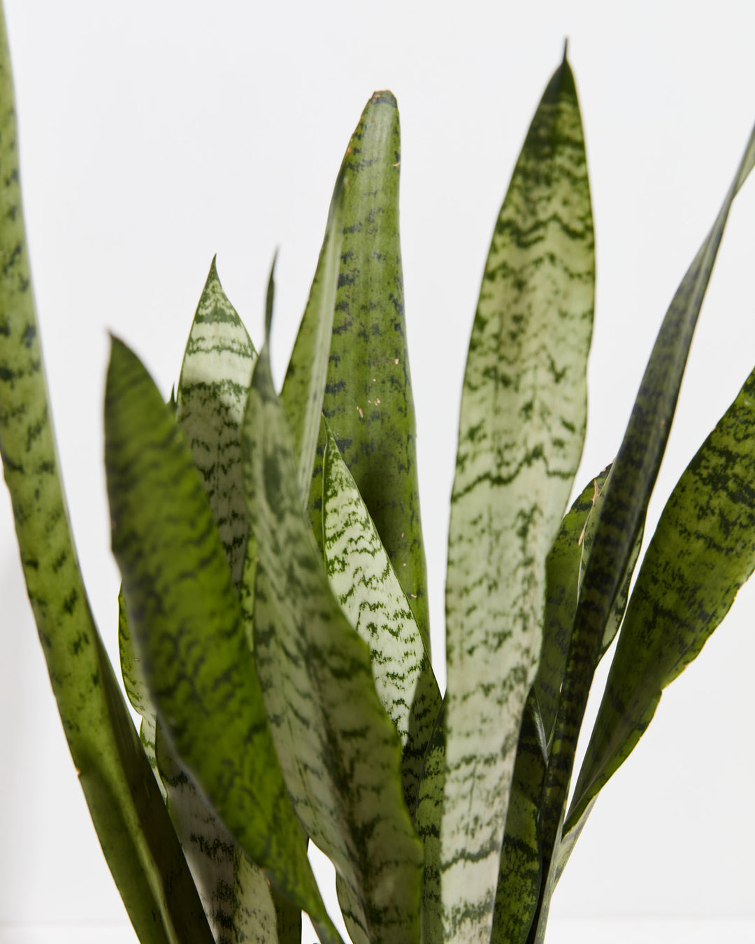 sansevieria zeylanica care Shop Sansevieria Zeylanica Snake Plant, Including Care Guide Small / Eco Pot / Earl Grey