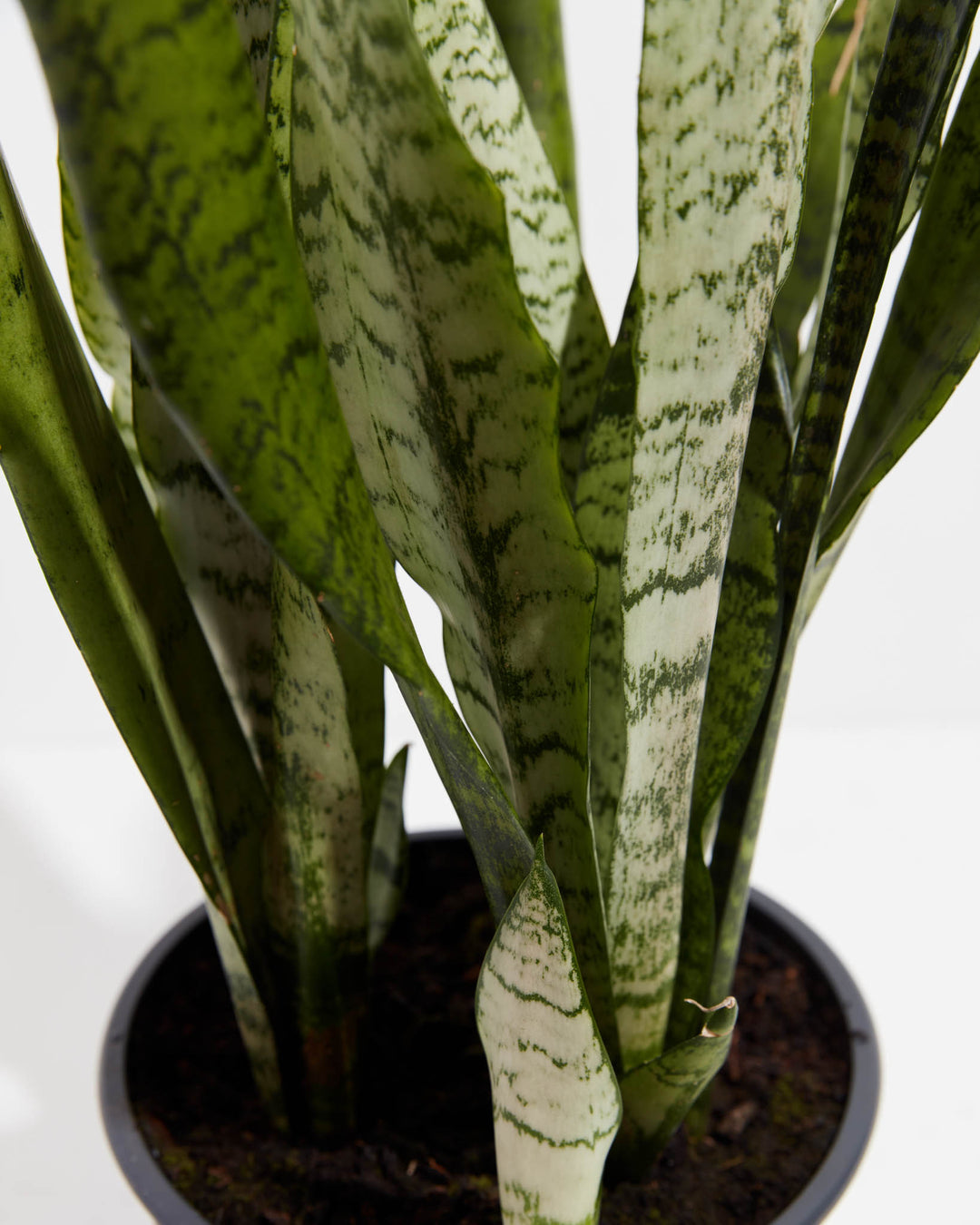 indoor tall snake plant Shop Sansevieria Zeylanica Snake Plant, Including Care Guide Small / Eco Pot / Earl Grey