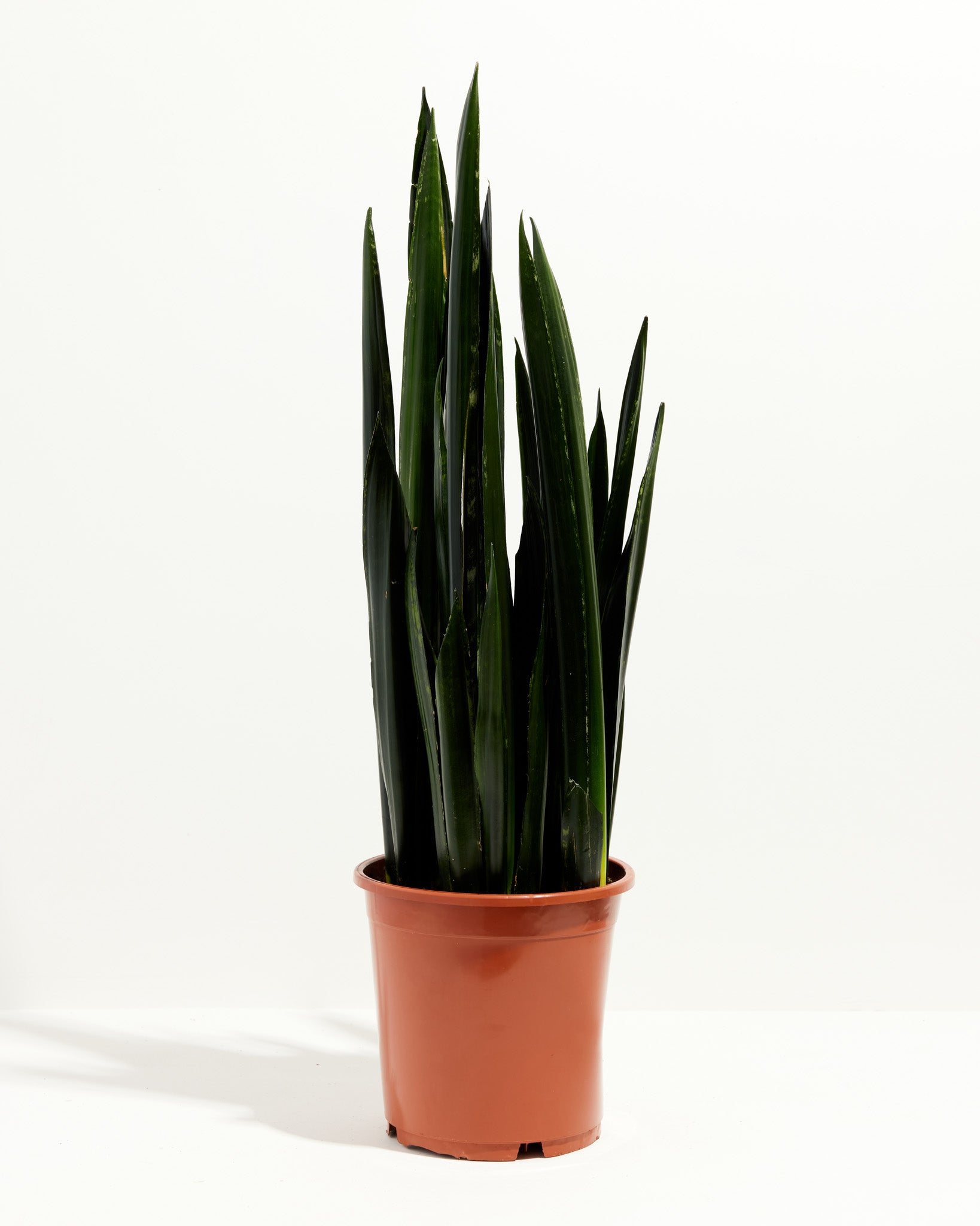 black diamond snake plant Black Diamond Snake Plant