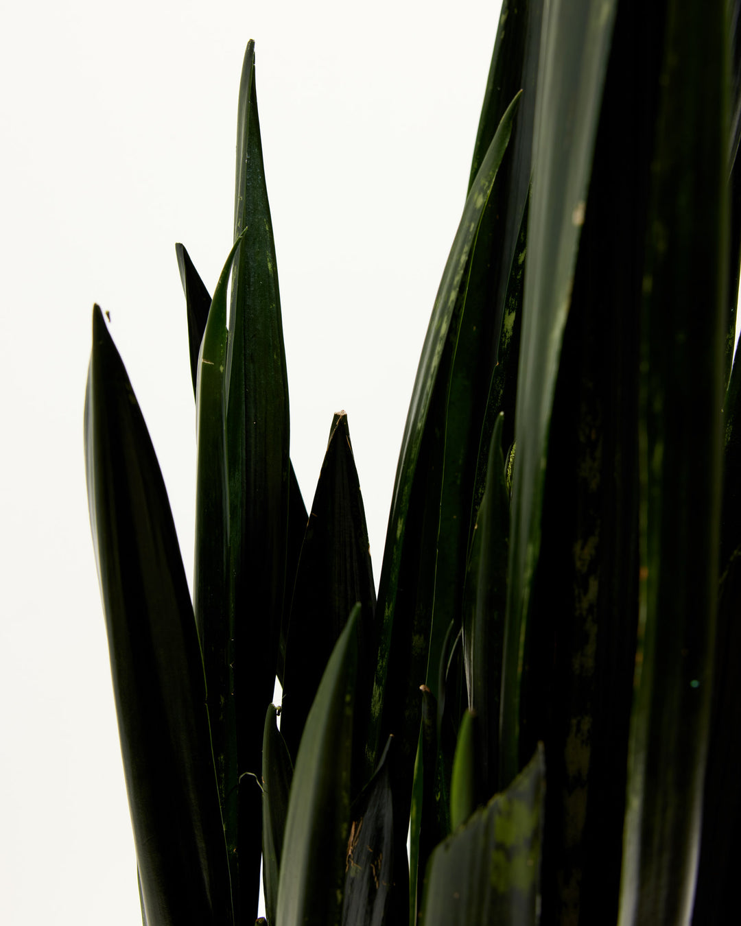 black dots on snake plant Black Diamond Snake Plant