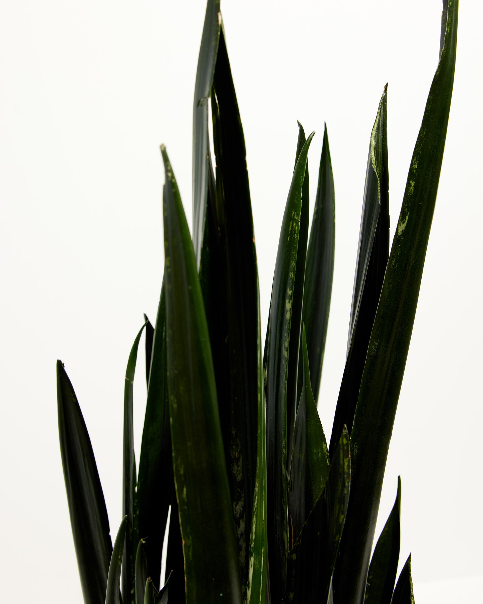 black princess snake plant Black Diamond Snake Plant