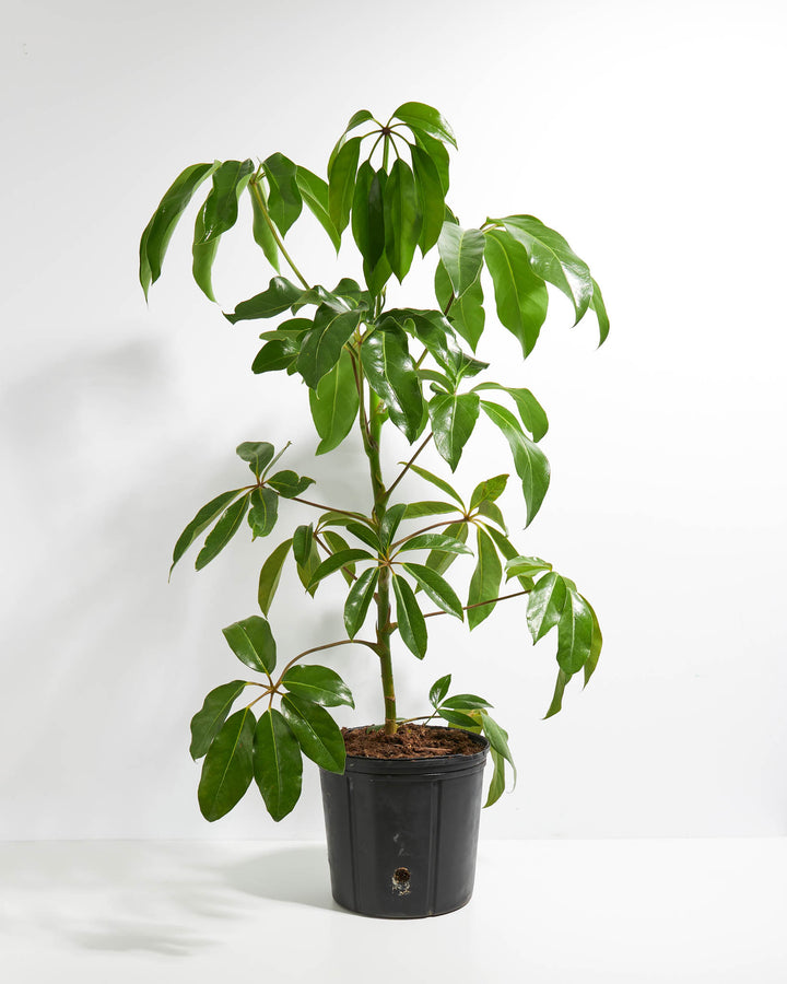amate schefflera arboricola Australian Umbrella Tree | Large Plant Delivery