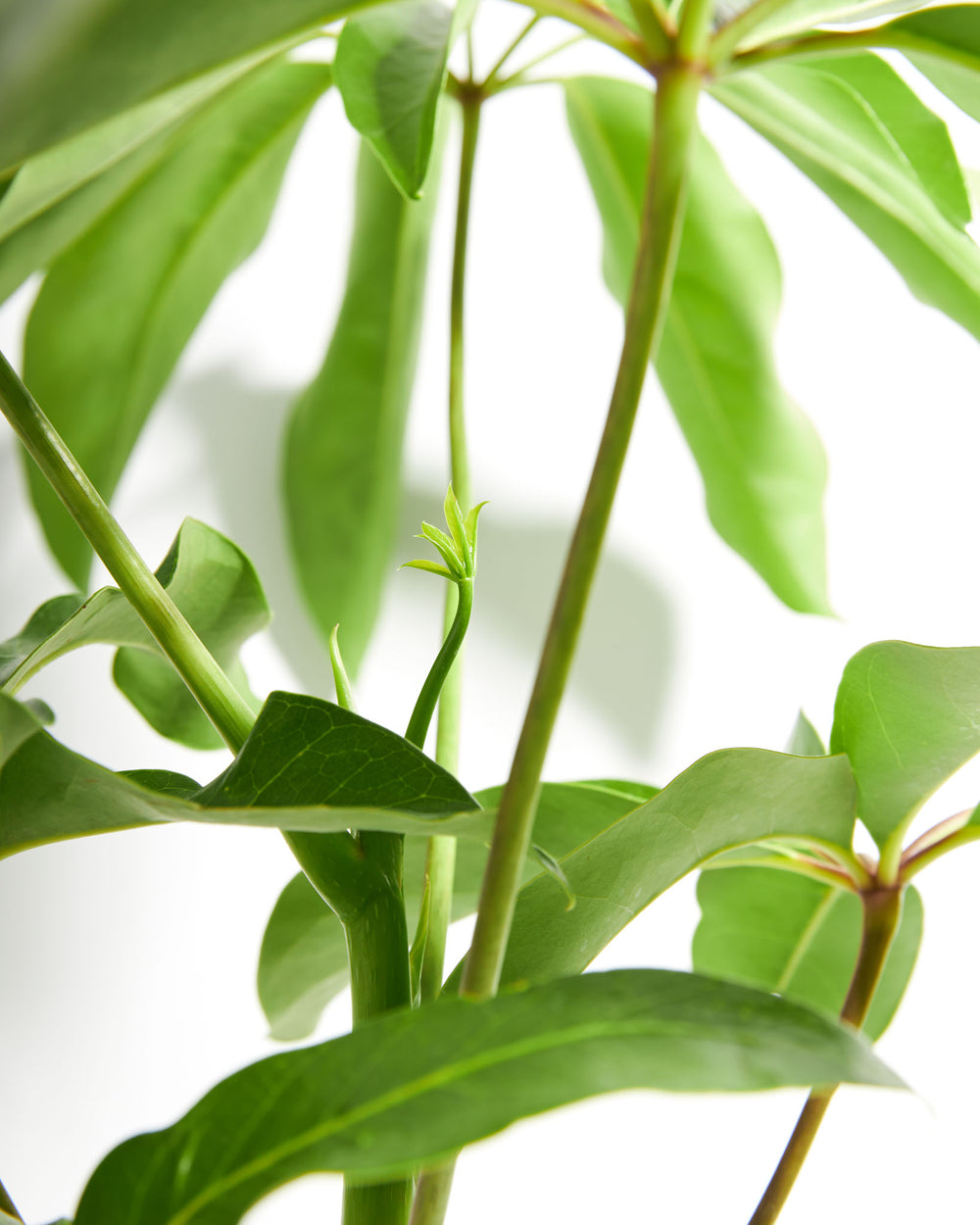Australian Umbrella Tree