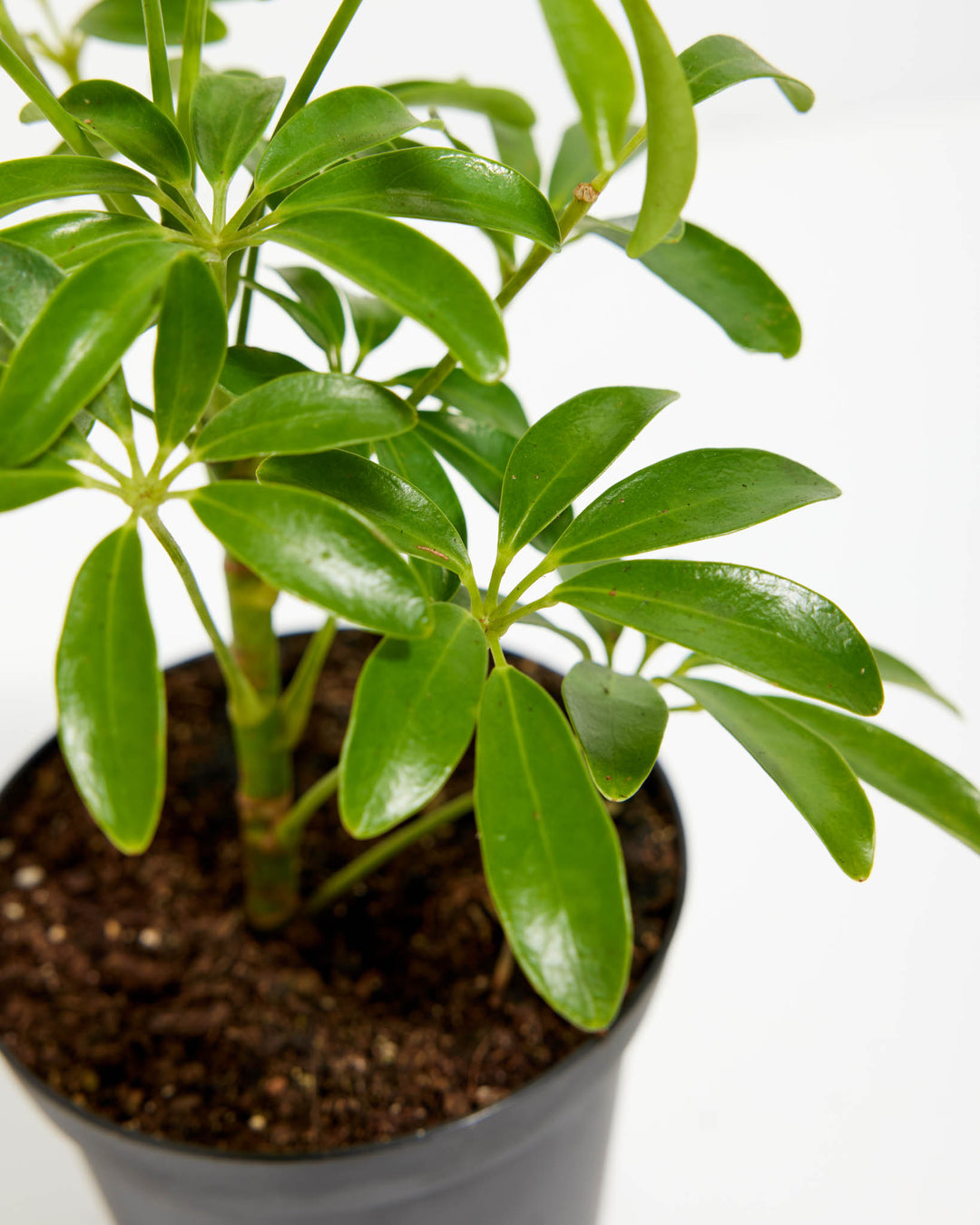 Umbrella Tree Plant (Schefflera Gold Capella)