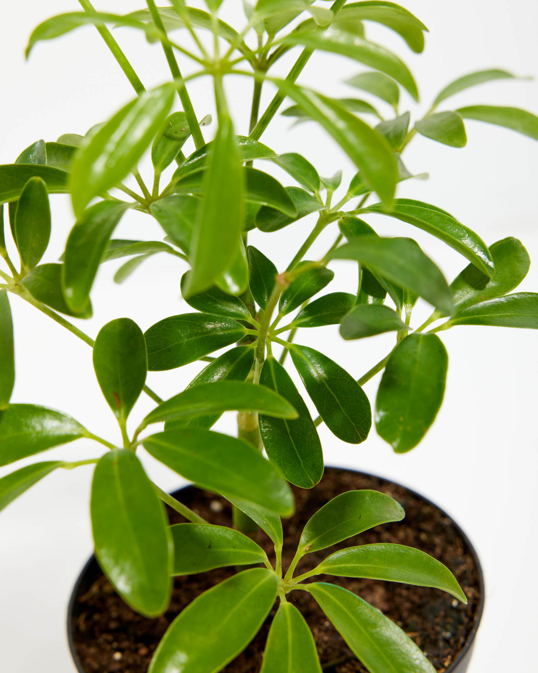Umbrella Tree Plant (Schefflera Gold Capella)