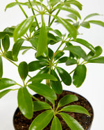 Umbrella Tree Plant (Schefflera Gold Capella) Featured Image