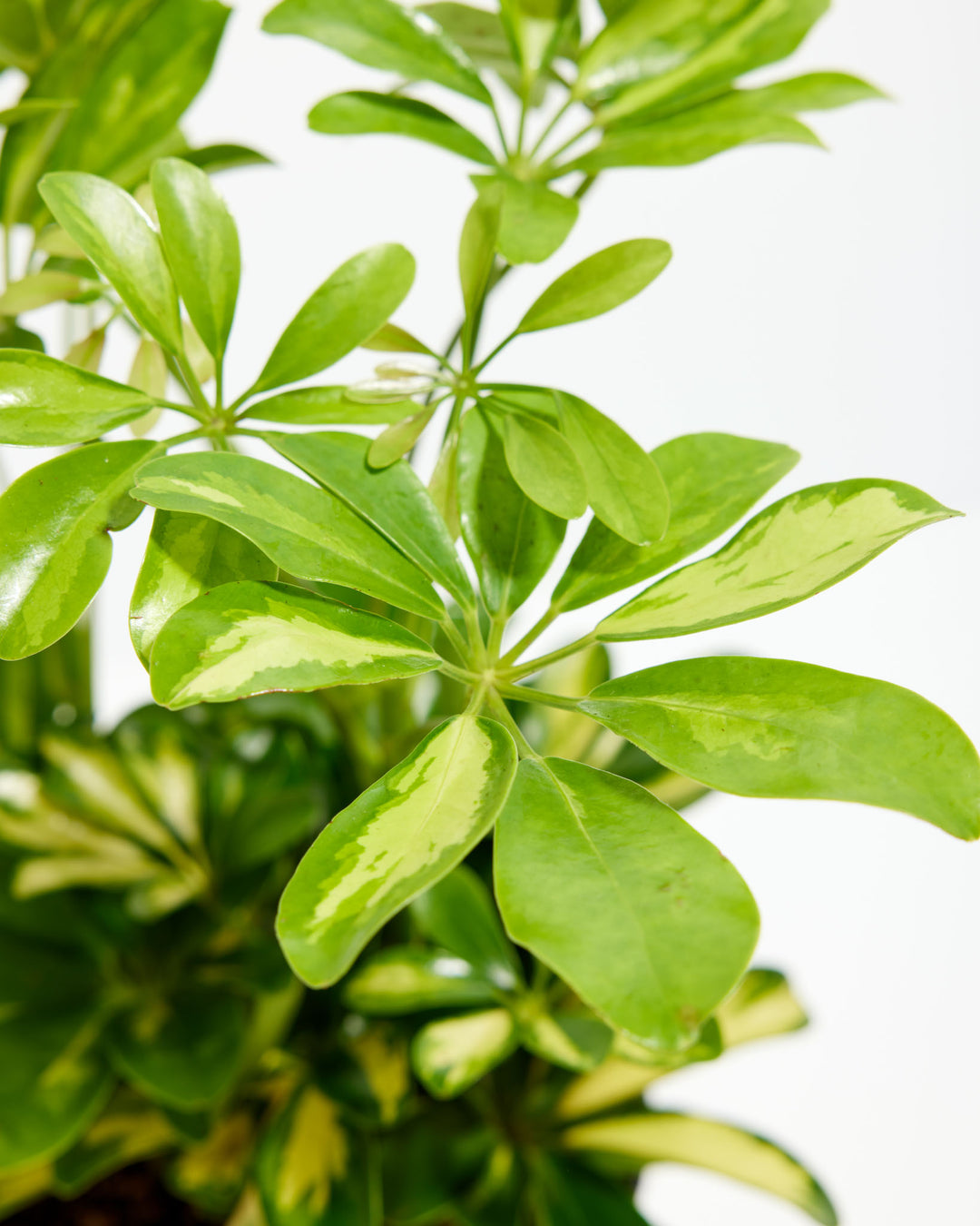 Umbrella Tree Plant (Schefflera Gold Capella)