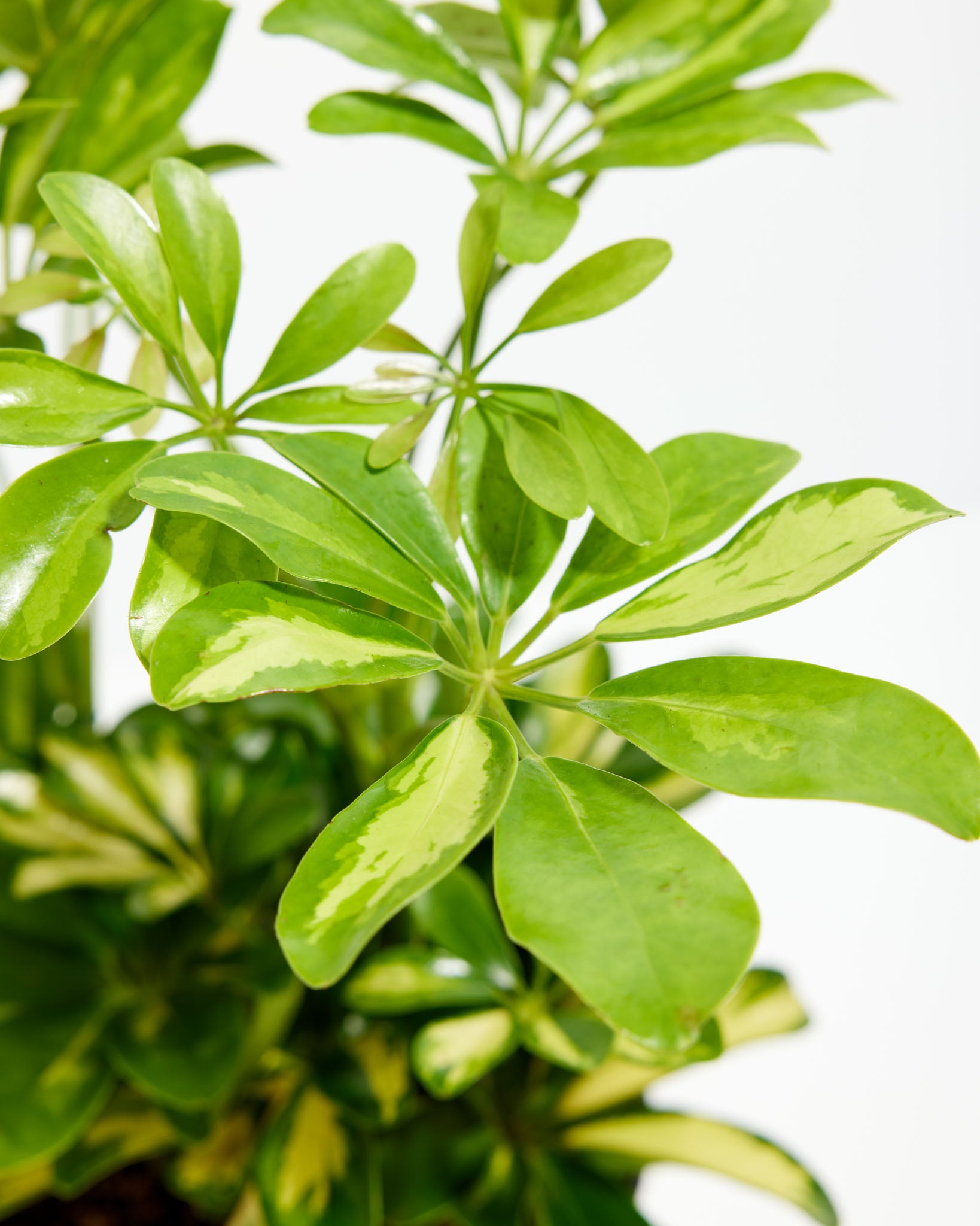 scheffleras house of plants Umbrella Tree | Schefflera Gold Capella