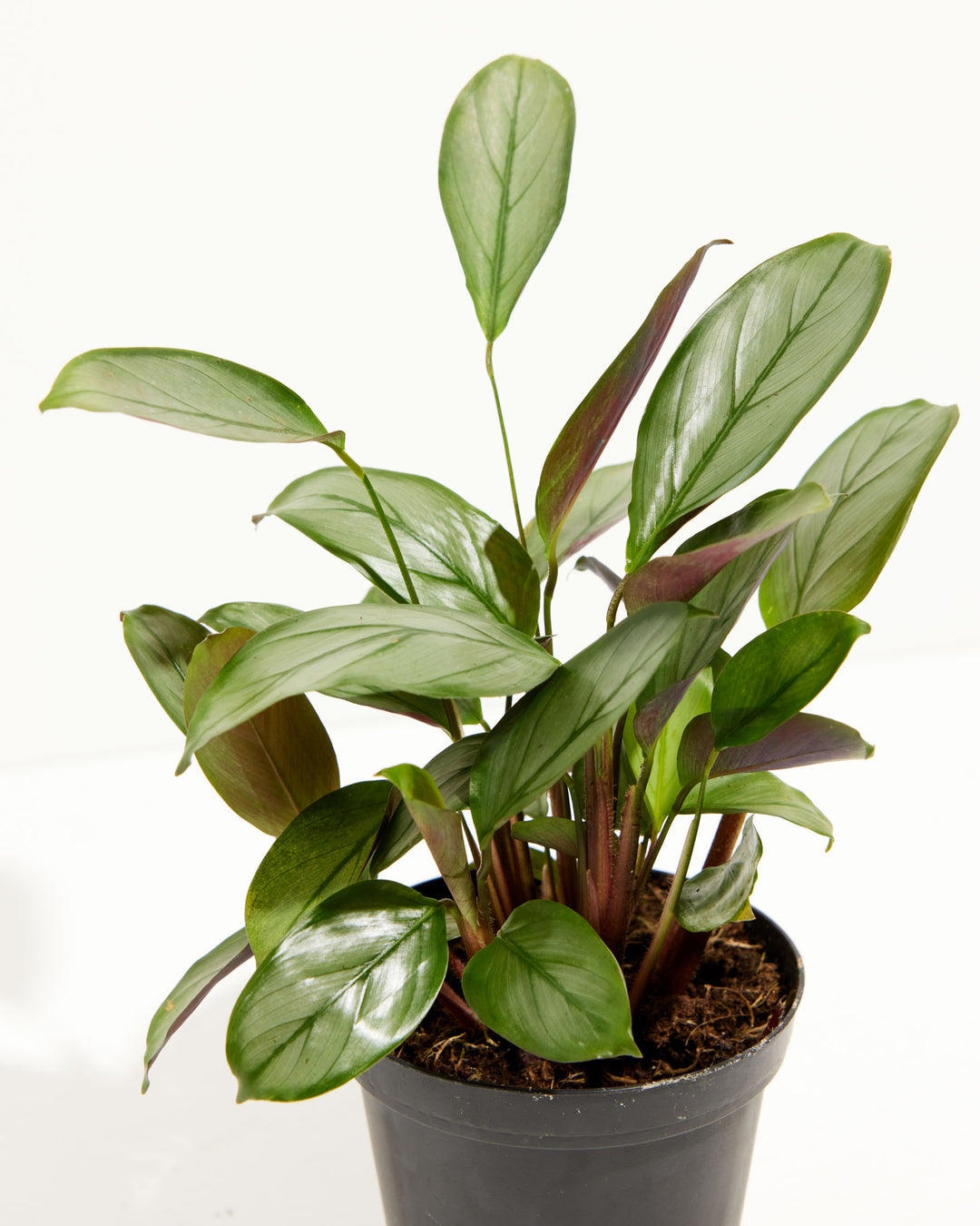 grey star prayer plant Ctenanthe Setosa for Sale: Striking Foliage for Your Oasis