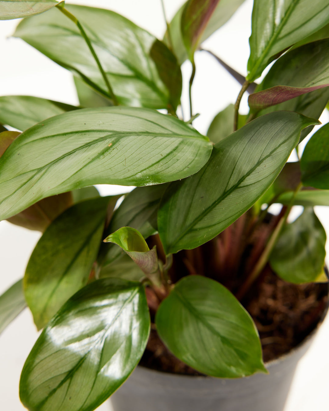grey star prayer plant Ctenanthe Setosa for Sale: Striking Foliage for Your Oasis