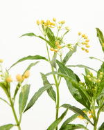 Silky Gold Milkweed Featured Image
