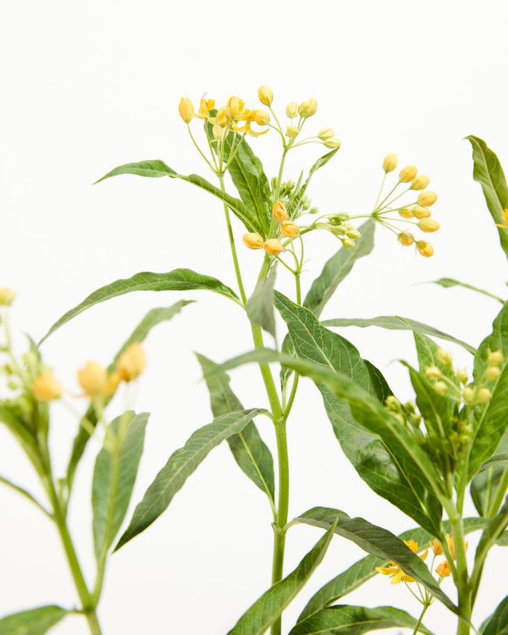 Silky Gold Milkweed, Lively Root, Plant, , , , 