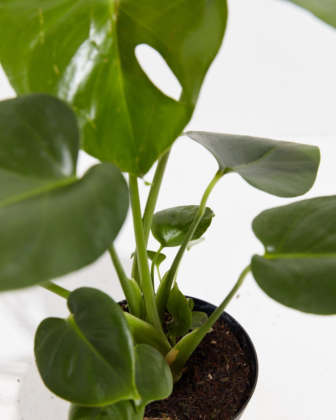 monstera philodendron Monstera Plant, Split Leaf Philodendron For Sale & Care Tips