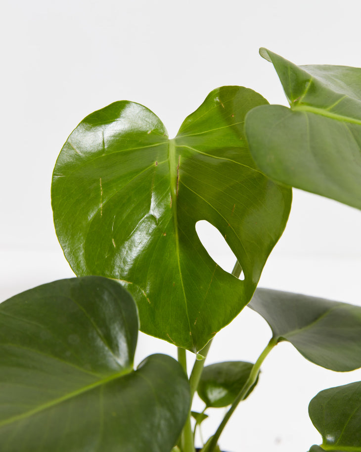 Split Leaf Philodendron (Monstera), Lively Root, Plant, , , , 