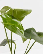 Split Leaf Philodendron (Monstera Deliciosa) Featured Image