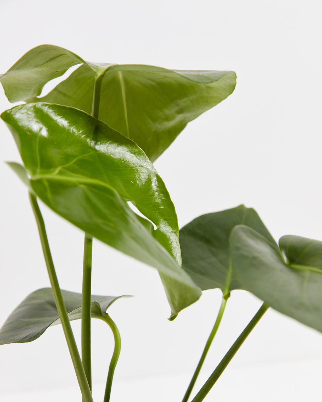 american plant exchange split leaf philodendron monstera deliciosa Monstera Plant, Split Leaf Philodendron For Sale & Care Tips