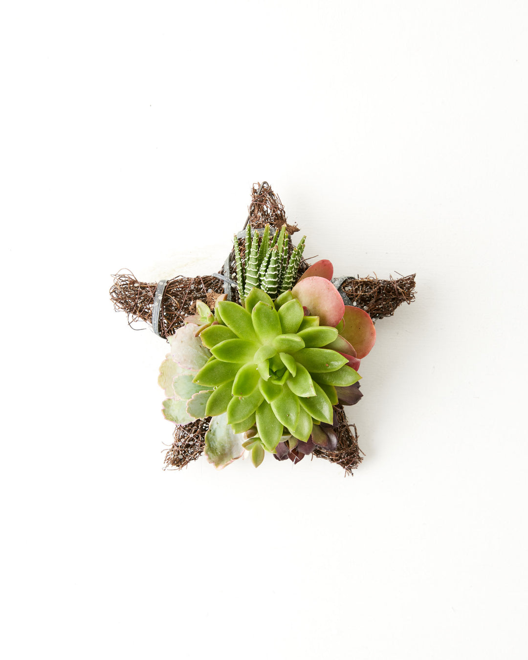 succulent ornaments Fresh Live Succulent Ornament | 6" Star