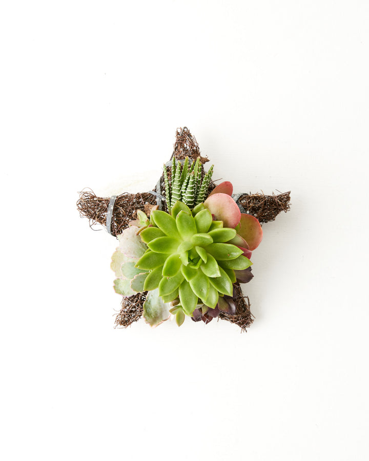 succulent star Fresh Live Succulent Ornament | 6" Star
