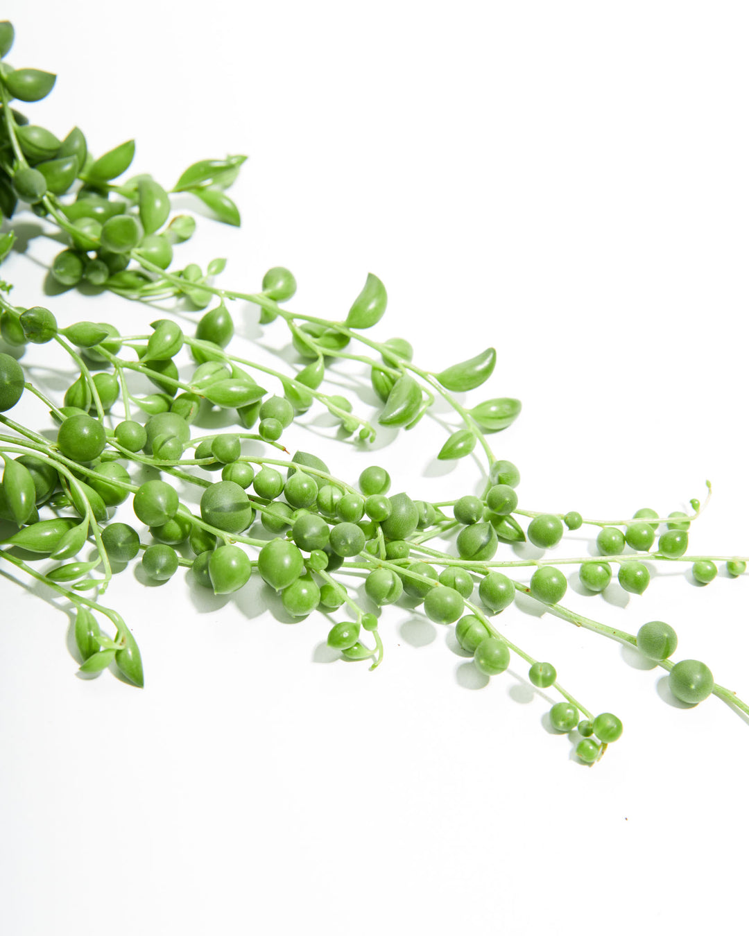 pearl chlorophytum plant Shop String of Pearls Plant | With Care Guide