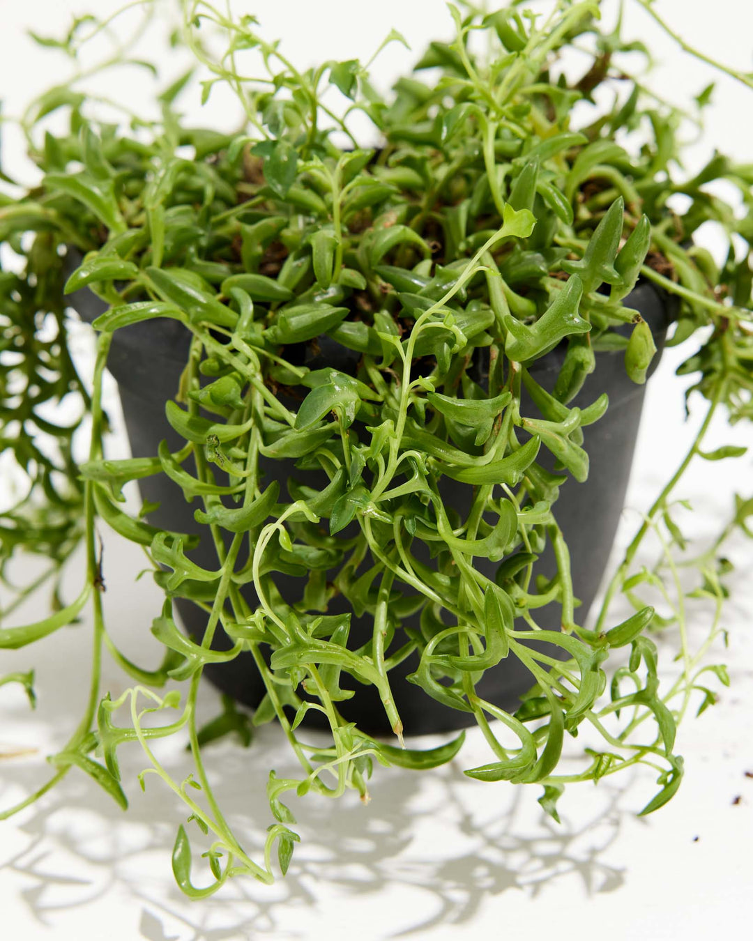 succulents that look like dolphins String of Dolphins