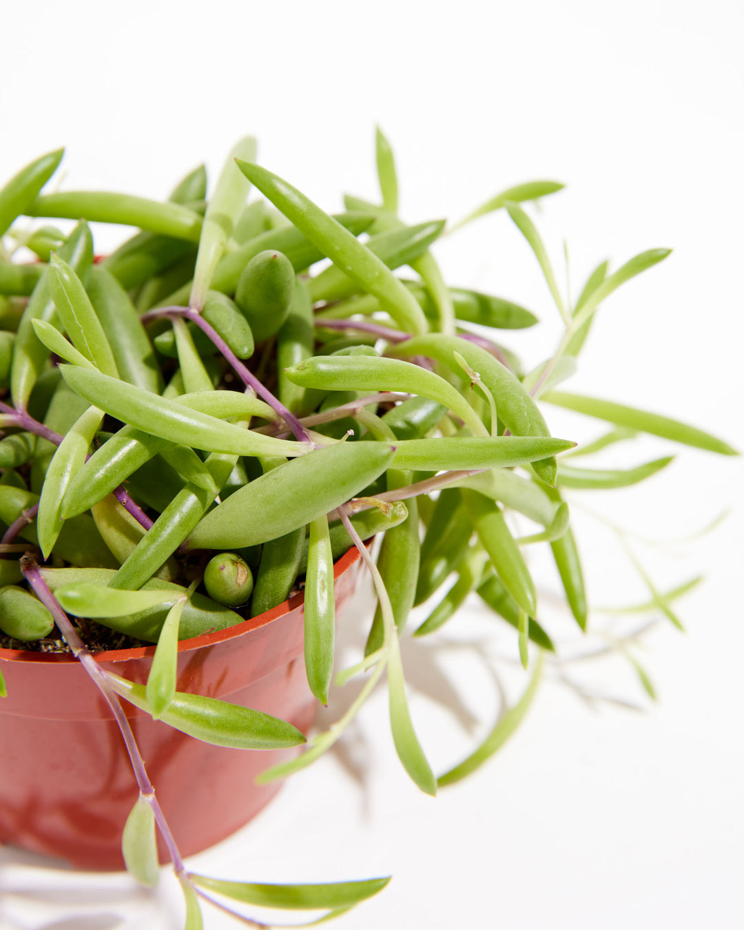 string of rubies succulent String of Rubies | Succulent Style Plant