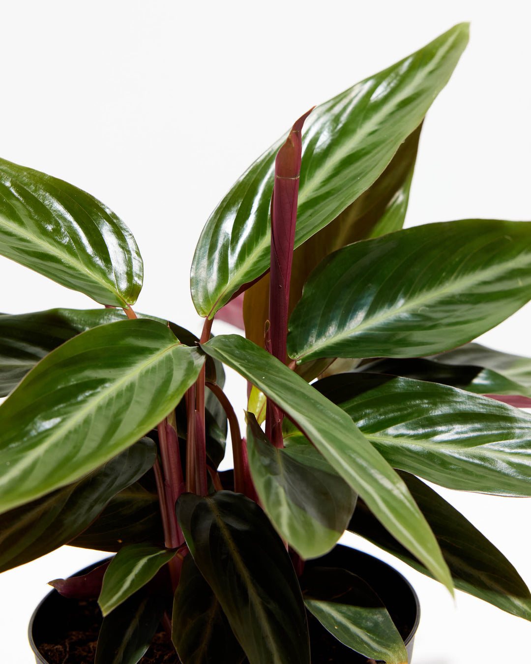 house plant stromata sanguina Stromanthe Sanguinea for Sale: A Splash of Tropical Elegance