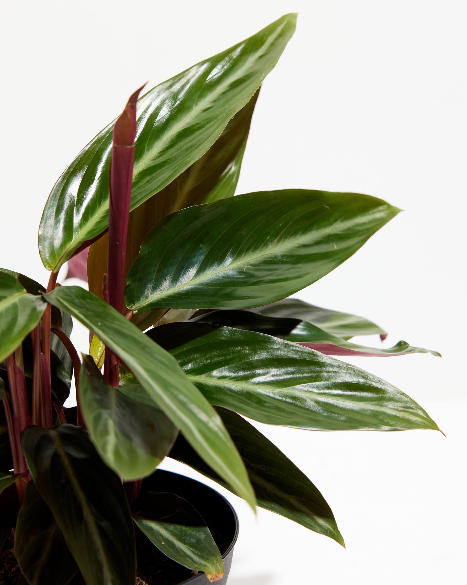 Lively Root Stromanthe Sanguinea - Thumbnail 4